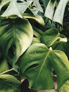 green leaves with drops of water on them