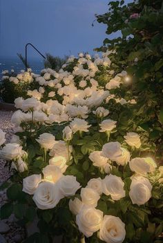 white roses are lit up in the evening