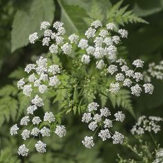 the white flowers are blooming in the field