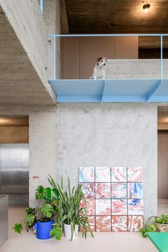 a cat sitting on top of a shelf in a room filled with potted plants