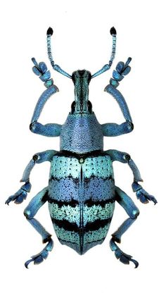 a blue and black beetle sitting on top of a white surface