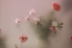 pink and white flowers floating in the air on a light colored background with blurry petals