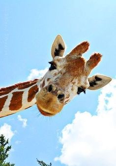 a giraffe is looking at the camera while standing in front of some trees