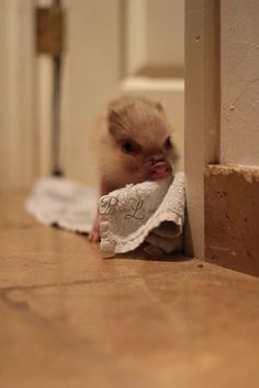 a small animal peeking out from behind a door with a towel on it's back