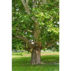 a large tree with lots of leaves on it's trunk in the middle of a park