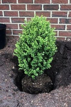 a small green tree growing out of the ground