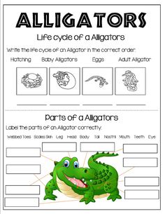 alligators life cycle worksheet