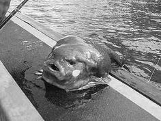 a dog that is laying down in the water