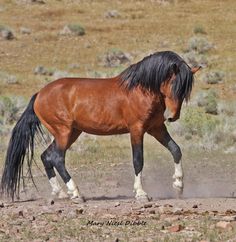 a brown horse standing on top of a dirt field next to a dry grass covered field