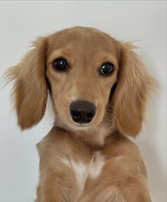 a small brown dog sitting on top of a white floor