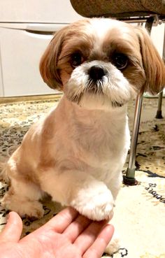 a small brown and white dog sitting on top of a rug next to a persons hand