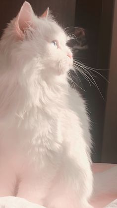 a white cat sitting on top of a bed