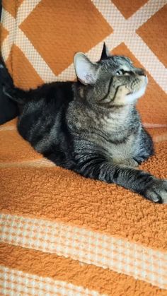 a cat laying on top of an orange blanket