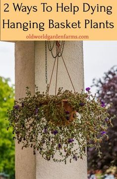 hanging basket planter with purple flowers in it and text overlay that reads 2 ways to help dying hanging basket plants