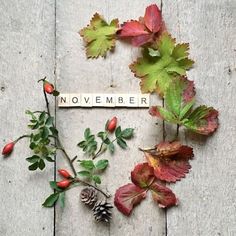 leaves and acorns are arranged around the word november