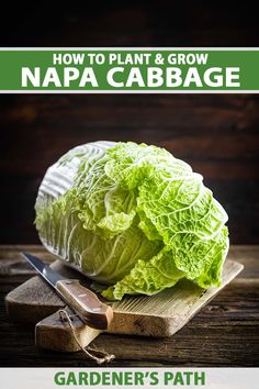 lettuce and knife on cutting board with title how to plant & grow napa cabbage