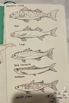 an open notebook with drawings of fish on it