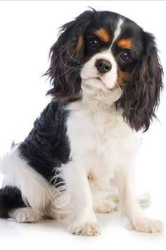 a small black and white dog sitting down