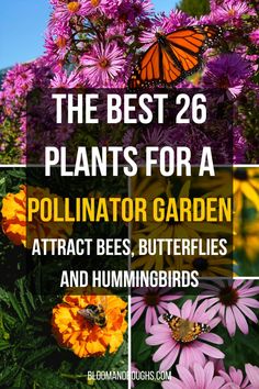 the best 26 plants for a pollinator garden attract bees, butterflies and hummingbirds