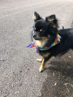 a small black and brown dog wearing a colorful bandana on its neck standing in the street