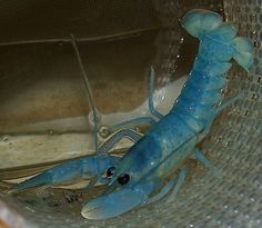 a blue shrimp sitting inside of a metal bowl