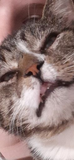 a close up of a cat with its mouth open and it's eyes closed