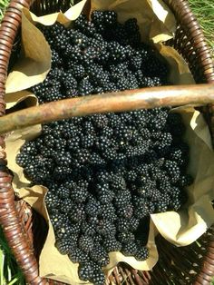 a basket filled with lots of blackberries sitting on top of grass next to a wooden stick