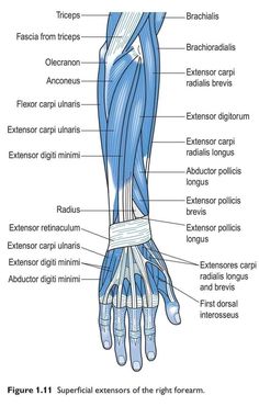 the muscles are labeled in this diagram, and there is also an image of them