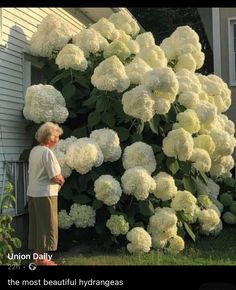 an older woman standing in front of a bush with white hydrangeas on it