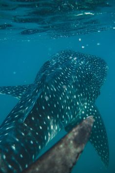 a large whale is swimming in the water