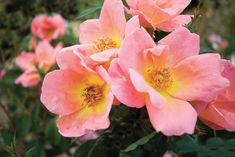 several pink roses blooming in the garden