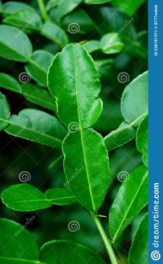 the leaves of a tree are green and ready to be used as a background or wallpaper