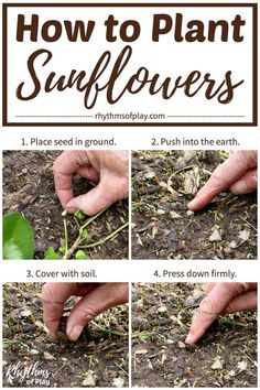 how to plant sunflowers in the ground with instructions on how to grow them