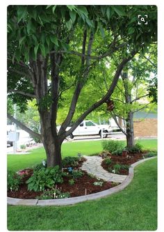 a tree in the middle of a yard