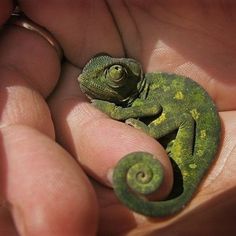 a small green chamelon sitting in the palm of someone's hand