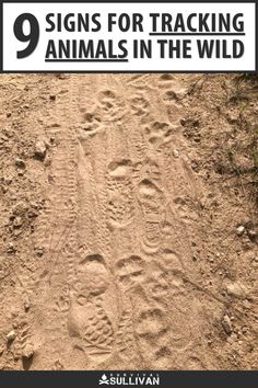 an animal tracks in the sand with text that reads 9 signs for tracking animals in the wild