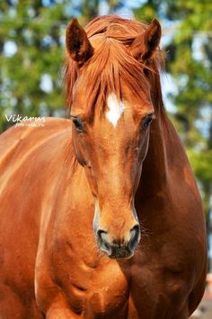 a brown horse standing on top of a lush green field with trees in the background