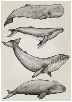 three whales are shown in black and white