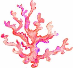 an orange and pink coral is shown against a white background with watercolors on it