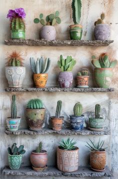 there are many potted plants on the shelves