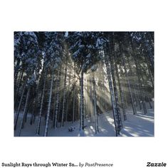 sunlight shining through the trees on a snow covered forest floor with text overlay that reads sunlight rays through winter s - by paul presence