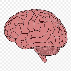 a drawing of the human brain on a transparent background, hd png clipart