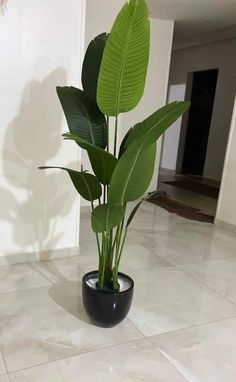 a plant in a black pot on the floor