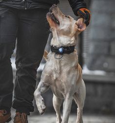 a small dog standing on top of a person's feet with his mouth open