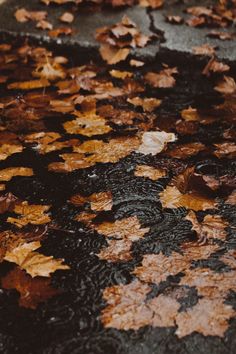 leaves on the ground are brown and black