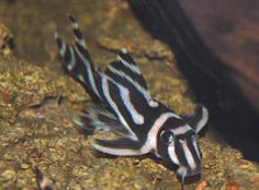 a black and white striped fish swimming on the ocean floor next to a large rock