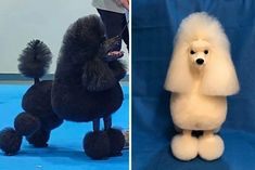 two different pictures of poodles one is white and the other has black hair