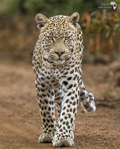 a large leopard walking across a dirt road