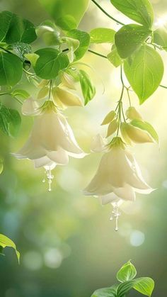 some white flowers hanging from a tree with green leaves in the sun shining down on them