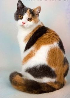 a calico cat sitting in front of a white background with the caption's name on it